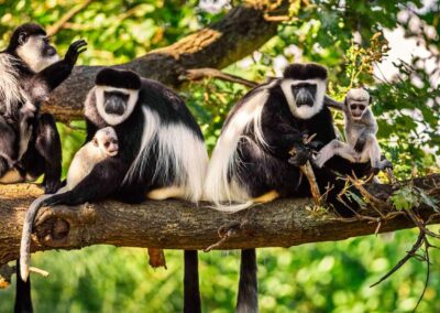 Arusha National Park